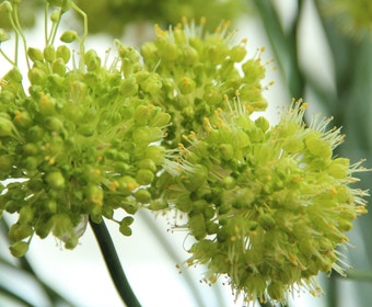 Sierui (Allium obliquum)