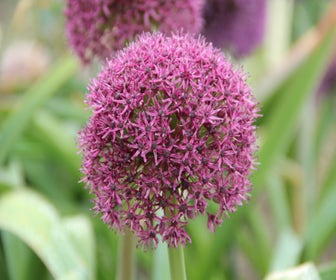 Sierui (Allium 'Ostara')