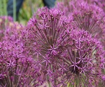 Sierui (Allium 'Purple Rain')
