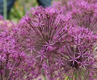 Sierui (Allium 'Purple Rain')
