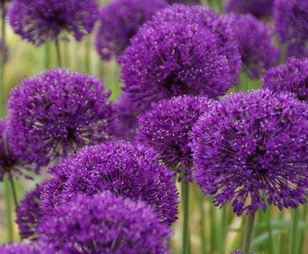Sierui (Allium aflatunense 'Purple Sensation')