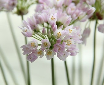 Sierui (Allium roseum)
