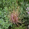 Sierui (Allium Schubertii)