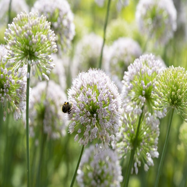 Look (Allium senescens) (BIO)