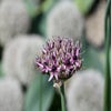 Sierui (Allium 'Starlight')