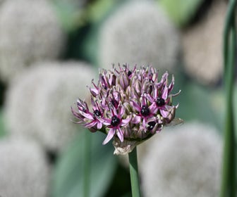 Sierui (Allium 'Starlight')