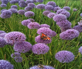 Sierui (Allium 'Summer Beauty' )