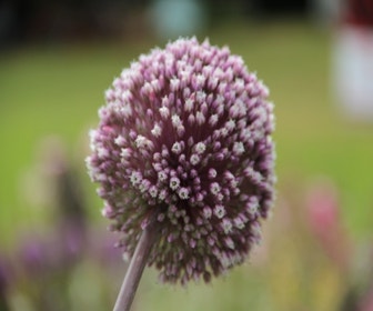 Sierui (Allium 'Summer Drummer')