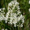 Chinese bieslook (Allium tuberosum)