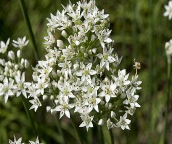 Chinese bieslook (Allium tuberosum) BIO