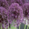 Sierui (Allium 'Universe')