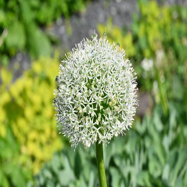 Sierui (Allium 'White Giant')