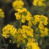 Schildzaad (Alyssum montanum)