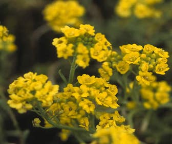 Schildzaad (Alyssum montanum)