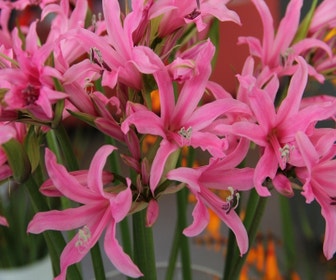 Amarine (Amarine Belladiva 'Aphrodite')