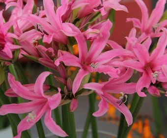 Amarine (Amarine Belladiva 'Aphrodite')