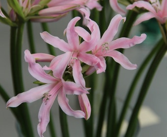 Amarine (Amarine Belladiva 'Emanuelle')