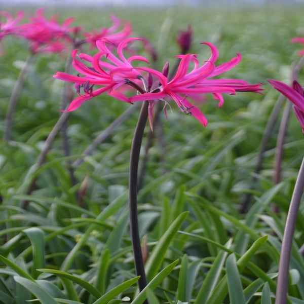 Amarine Belladiva 'Tomoko' 
