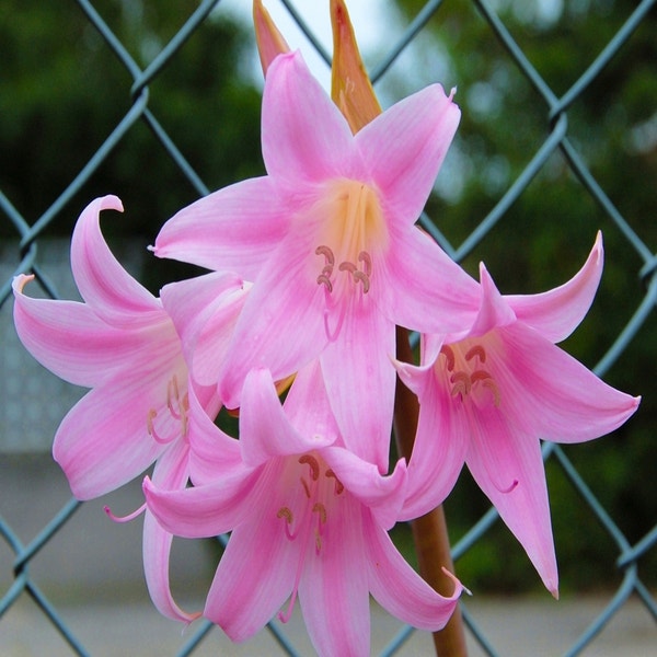 Tuin-amaryllis (Amaryllis belladonna) bol