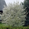 Canadese Krentenboom (Amelanchier canadensis)