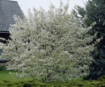 Canadese Krentenboom (Amelanchier canadensis)