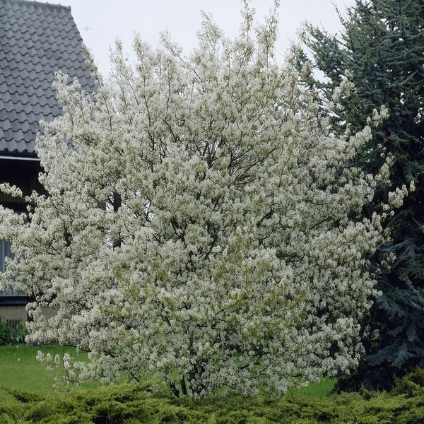 Canadese Krentenboom (Amelanchier canadensis)