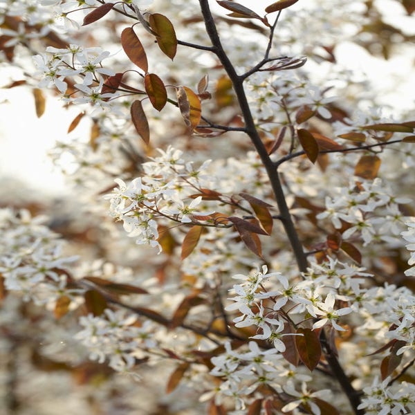 Krent op stam (Amelanchier lamarckii)