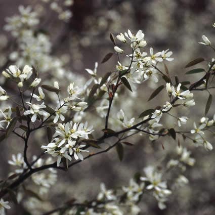 Krentenboom (Amelanchier lamarckii) bloemen