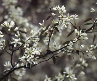 Krentenboom als struik (Amelanchier lamarckii)