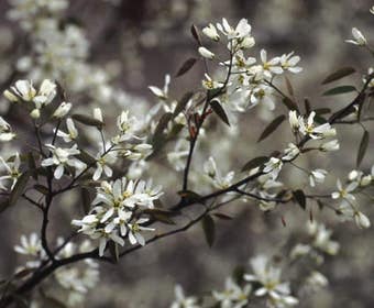 Krentenboom als struik (Amelanchier lamarckii)