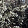 Krentenboom (Amelanchier laevis 'Ballerina')