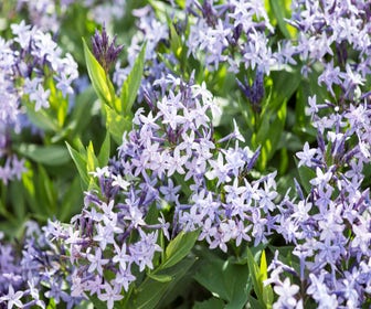 Blauwe ster (Amsonia 'Blue Ice') BIO