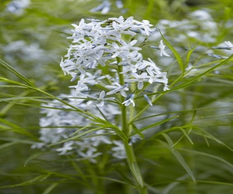 Blauwe Ster (Amsonia hubrichtii)