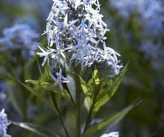Blauwe ster (Amsonia tabernaemontana)