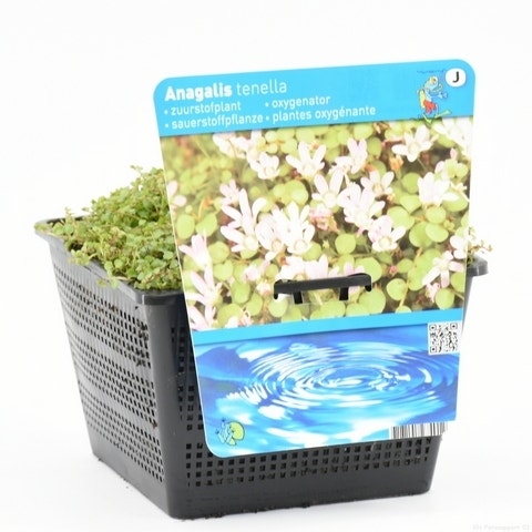 Anagalis tenella 18 cm mand