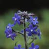 Ossetong (Anchusa azurea 'Loddon Royalist')