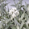 Witte knoop (Anaphalis triplinervis 'Silberregen')