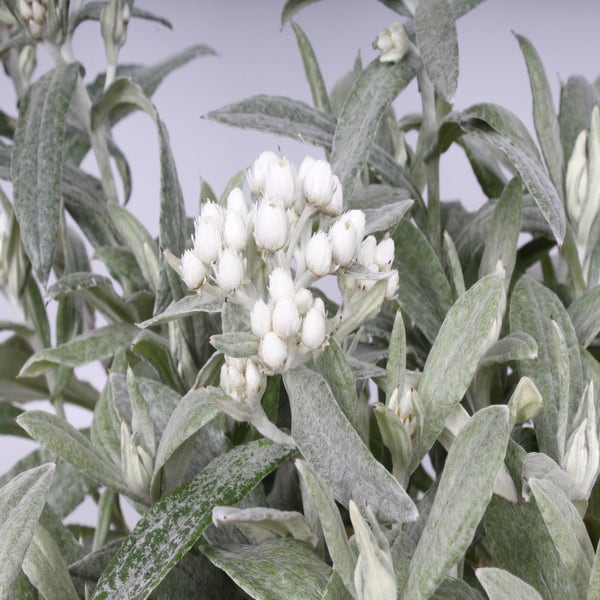 Witte knoop (Anaphalis triplinervis 'Silberregen')