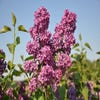 Sering op stam (Syringa 'Andenken an Ludwig Spath')