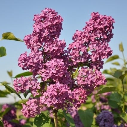 Sering op stam (Syringa 'Andenken an Ludwig Spath')