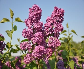 Sering (Syringa vulgaris 'Andenken an Ludwig Spath')