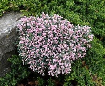 Lavendelheide (Andromeda polifolia 'Blue Ice')