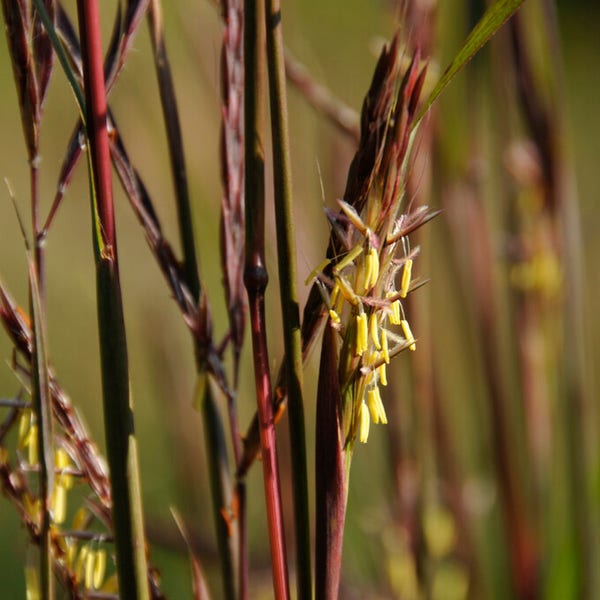 Baardgras (Andropogon gerardii)