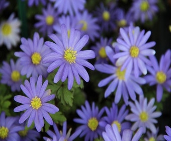 Echte Bosanemoon (Anemone blanda 'Blue Shades')