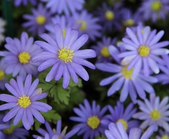 Echte Bosanemoon (Anemone blanda 'Blue Shades')