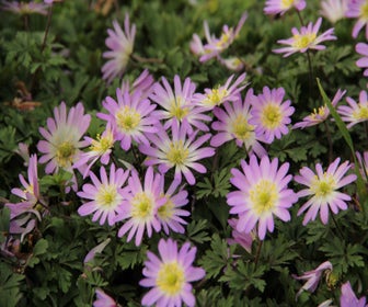 Anemoon (Anemone blanda 'Charmer')