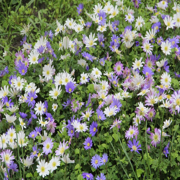 Anemoon (Anemone blanda mix)
