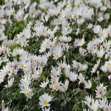 Anemone Blanda 'White Splendour' (Anemoon)