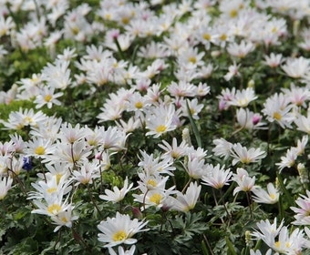 Anemoon (Anemone Blanda 'White Splendour')