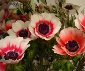Anemoon (Anemone coronaria -bicolor type-)